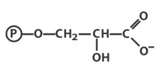 3-Phosphoglycerate