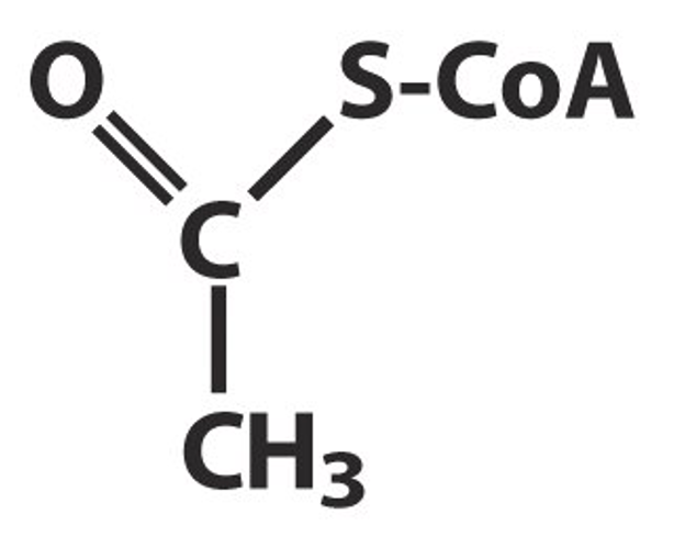 Acetyl-CoA