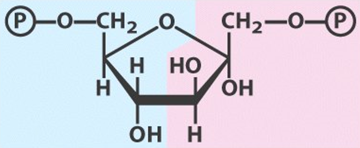 Fructose-1,6-Bisphophate
