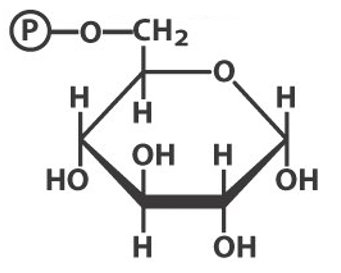 Glucose-6-Phosphate