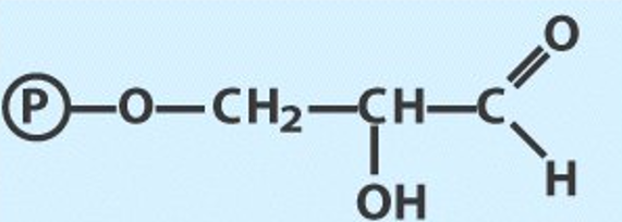Glyceraldehyde-3-Phosphate