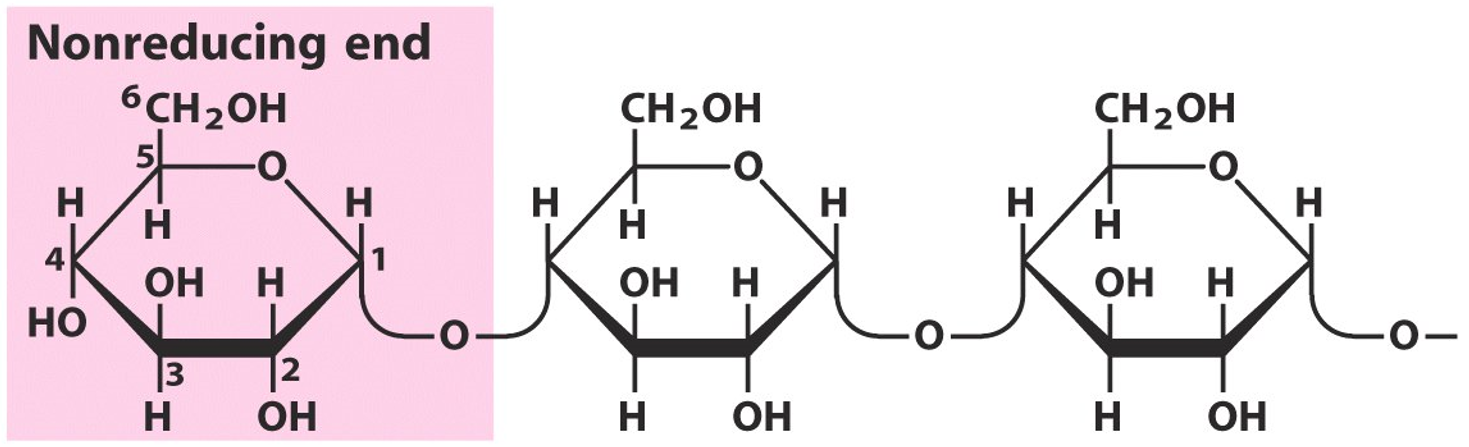 Glycogen