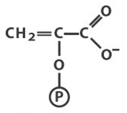 Phosphoenolpyruvate