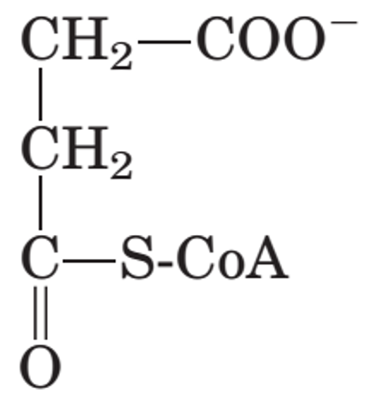 Succinyl-CoA