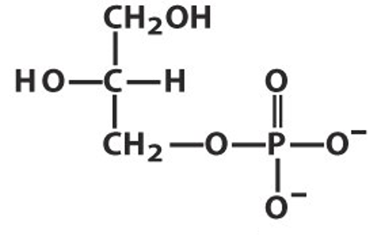 Glycerol-3-Phosphate