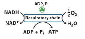 Respiratory Chain Regulation Image