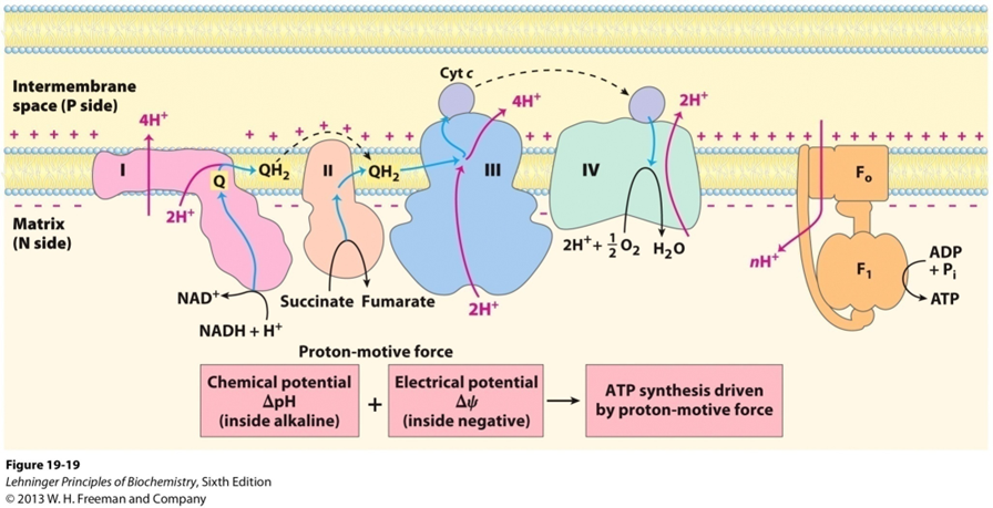 Respiratory Chain Image