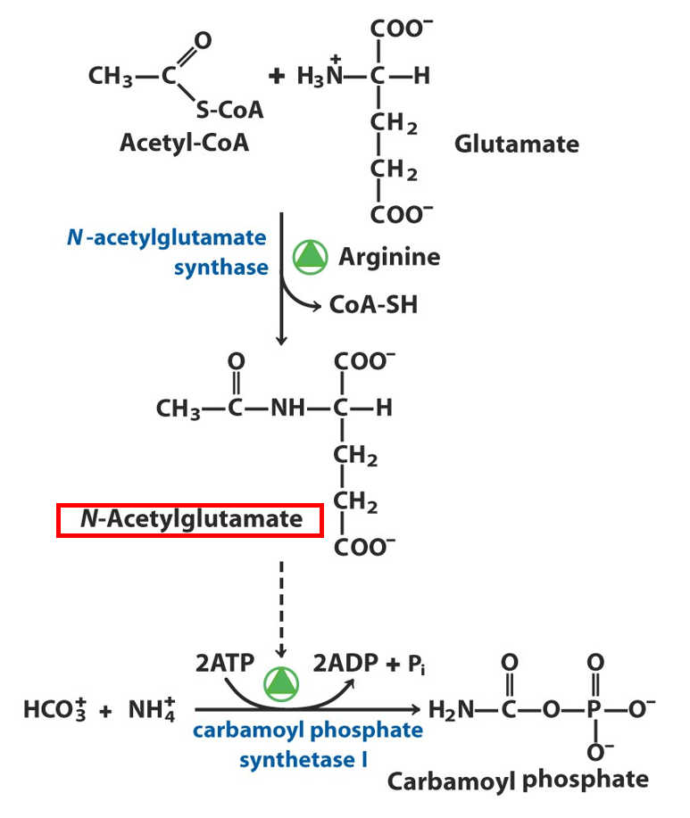 Carbamoyl PhosphateSynthetase I Regulation Image