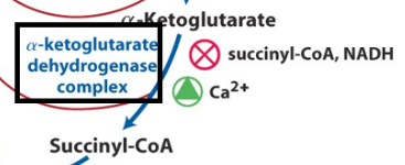 alpha-Ketoglutarate Dehydrogenase Complex Regulation Image