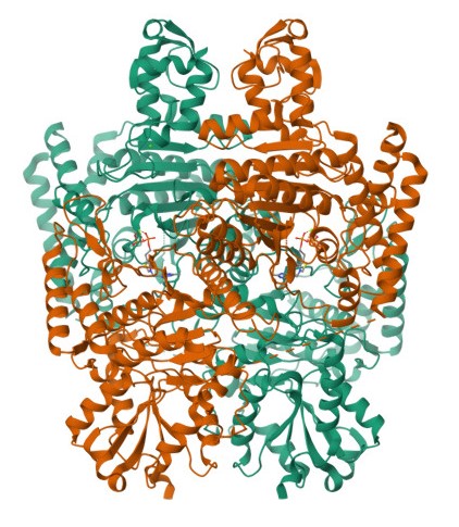 alpha-Ketoglutarate Dehydrogenase Complex Image