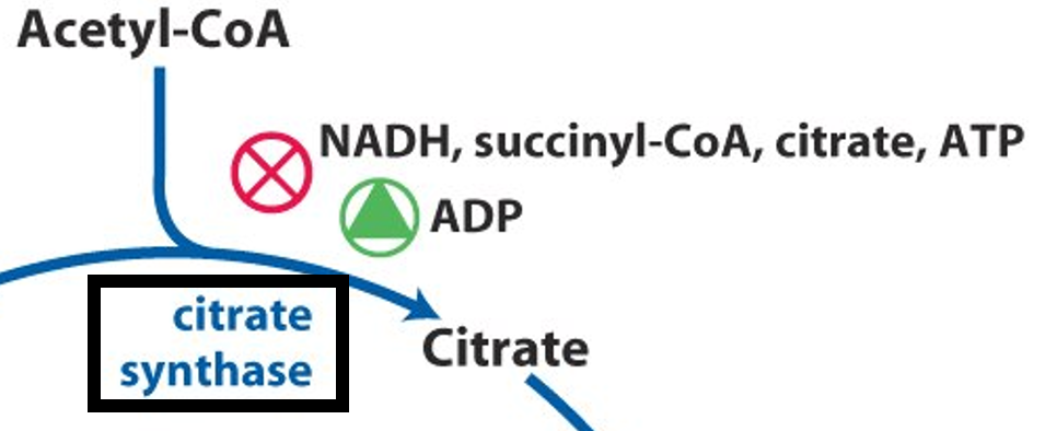 Citrate Synthase Regulation Image