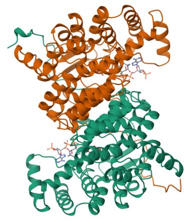 Citrate Synthase Image
