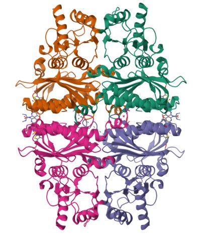 FBPase-1 Image