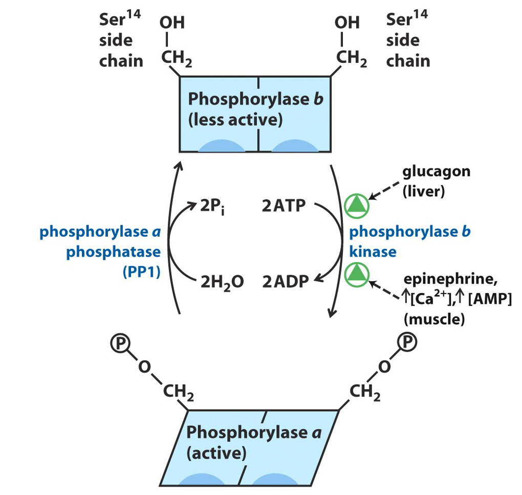 Glycogen Phosphorylase Image