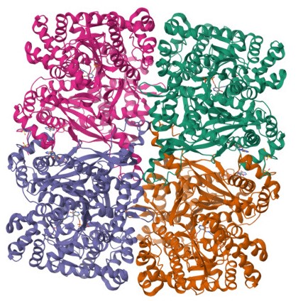 Glycogen Phosphorylase Image