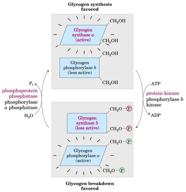 Glycogen Synthase Regulation Image 2