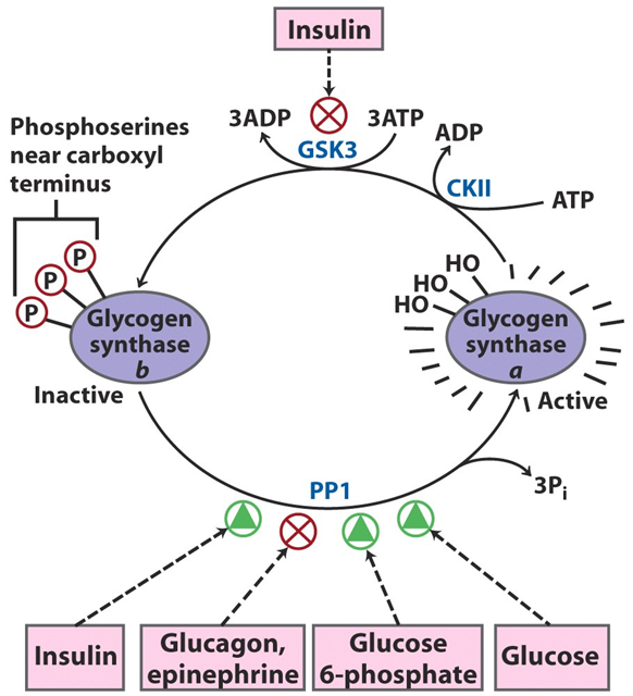 Glycogen Synthase Regulation Image