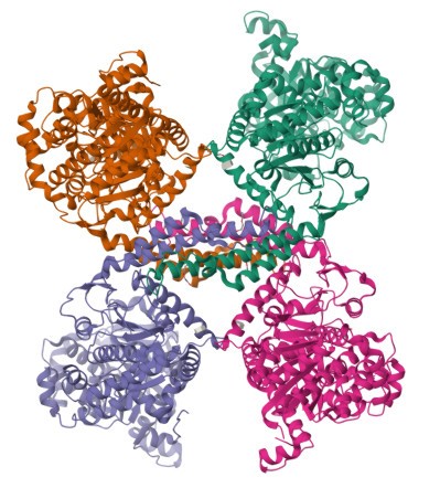 Glycogen Synthase Image
