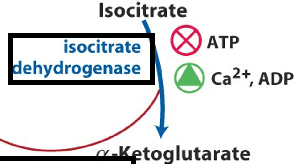 Isocitrate Dehydrogenase Regulation Image