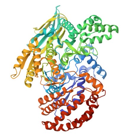 Isocitrate Dehydrogenase Image