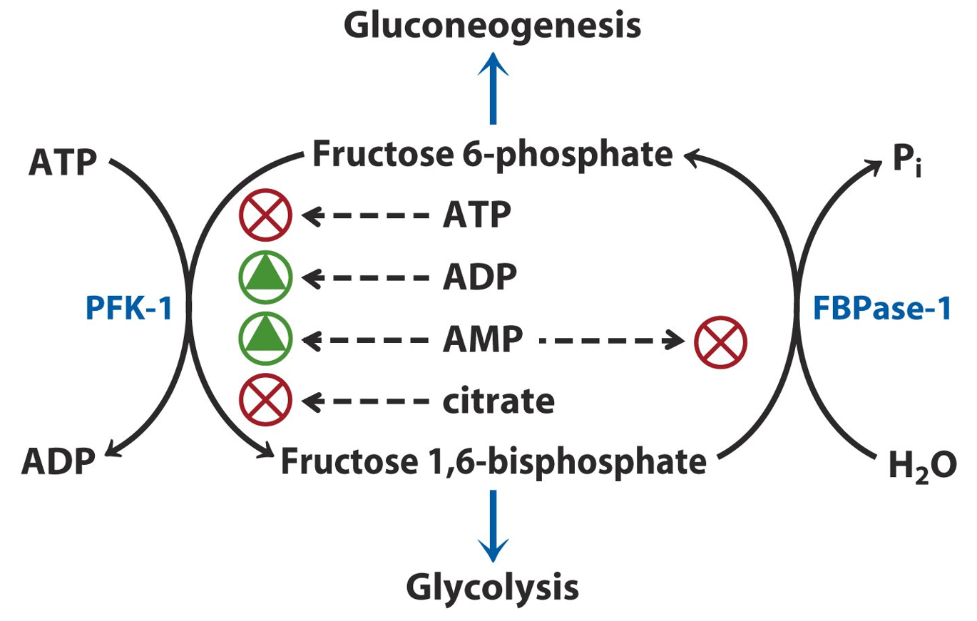 PFK-1 Regulation Image