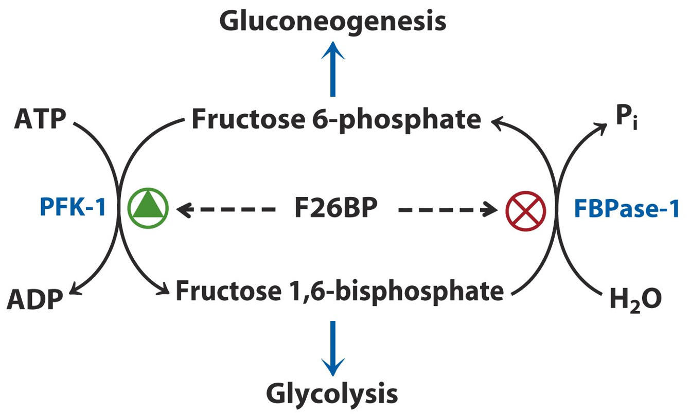 PFK-1 Regulation Image 2
