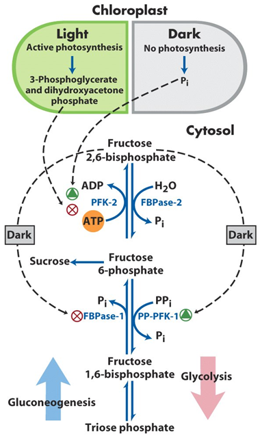 FBPase-1 Regulation Image 3