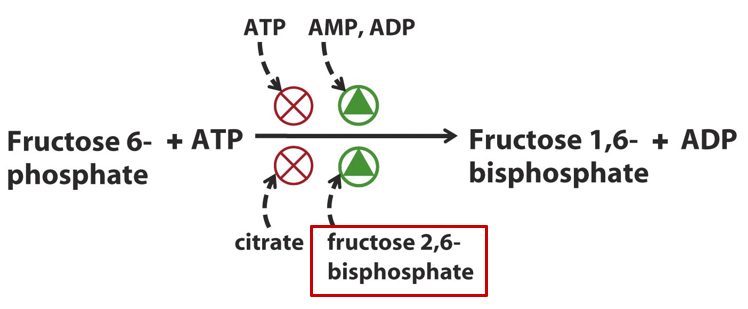 PFK-1 Image