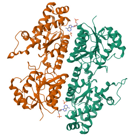 PFK-1 Image
