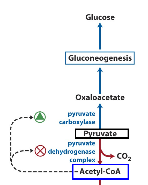 Pyruvate Carboxylase Regulation Image