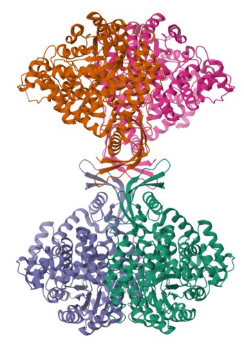 Pyruvate Carboxylase Image