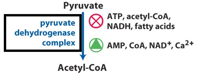 Pyruvate Dehydrogenase Complex Regulation Image