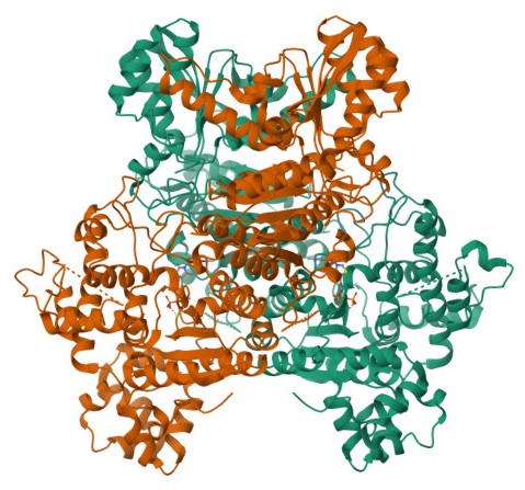Pyruvate Dehydrogenase Complex Image