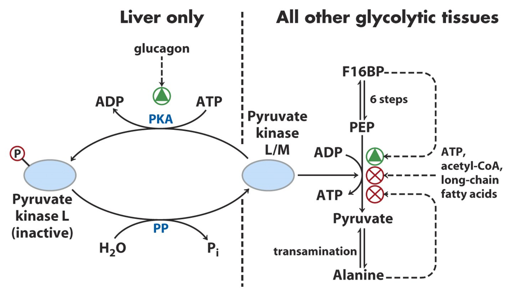 Pyruvate Kinase Regulation Image