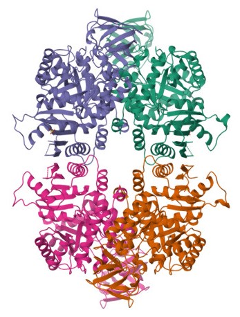 Pyruvate Kinase Image