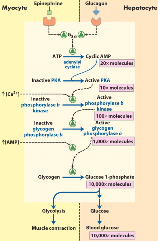 Glycogen Regulation Image