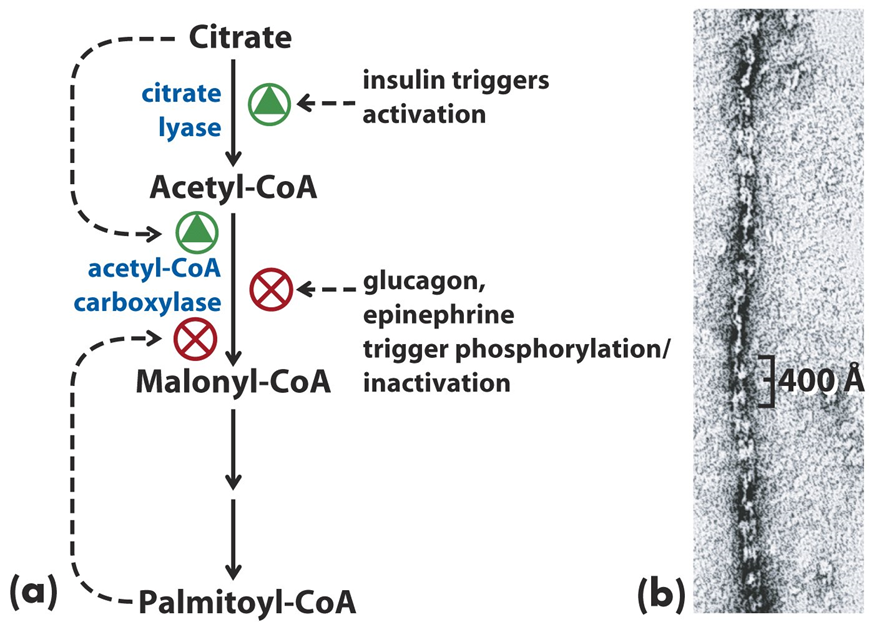 Acetyl-CoA Carboxylase Regulation Image
