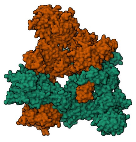 Acetyl-CoA Carboxylase Image