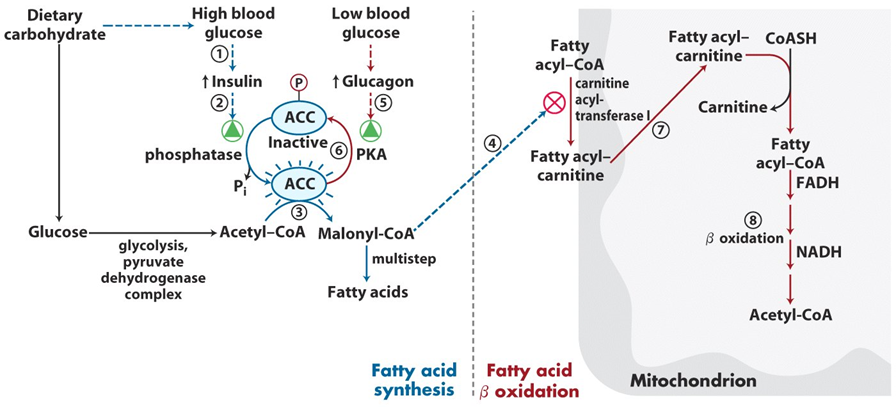 Acetyl-CoA Carboxylase Regulation Image 2