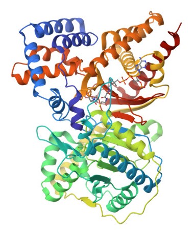 Carnitine Acyltransferase I Image