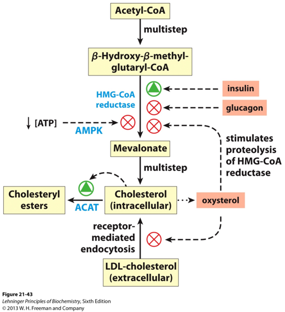 HMG-CoA Reductase Regulation Image