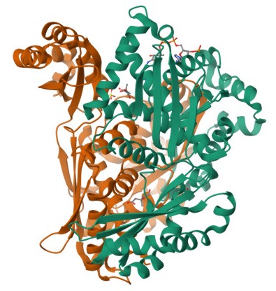 HMG-CoA Reductase Image