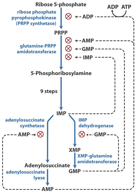 Glutamine-PRPP Amidotransferase Regulation Image