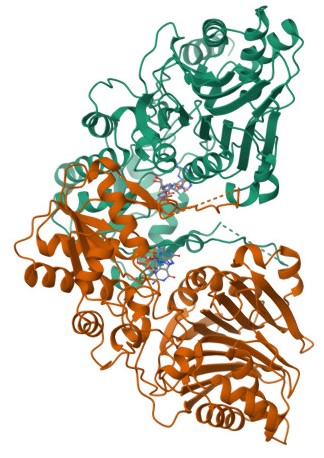 Glutamine-PRPP Amidotransferase Image