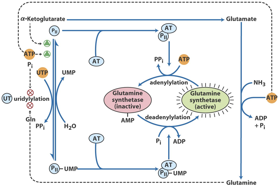 Glutamine Synthetase Regulation Image