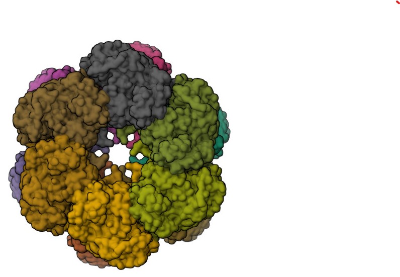 Glutamine Synthetase Image