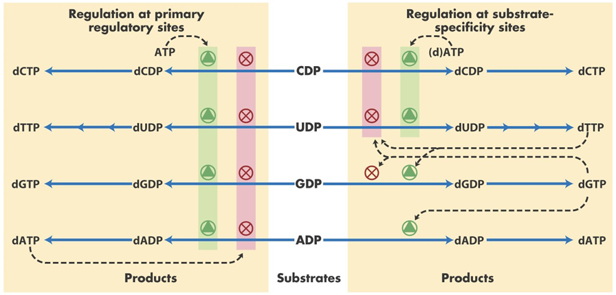 Ribonucleotide Reductase Regulation Image