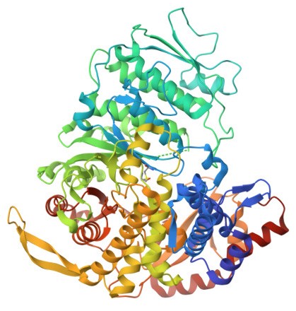 Ribonucleotide Reductase Image